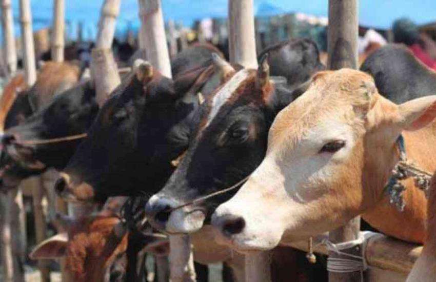 जम्मू-कश्मीर में बकरीद पर ऊंट और गाय की कुर्बानी पर प्रतिबंध, सरकार ने जारी किए आदेश 